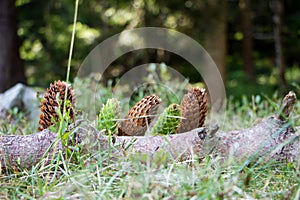 Spruce cones