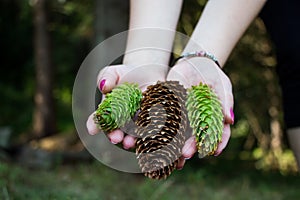 Spruce cones