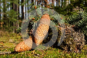 Spruce cones