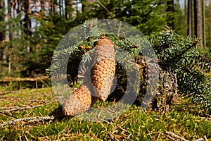 Spruce cones
