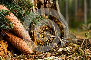 Spruce cones