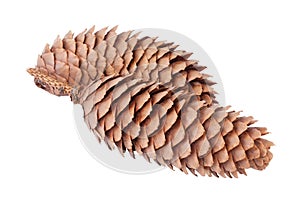 Spruce cones