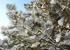 Spruce with cones and snow