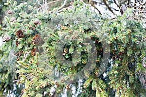 Spruce cones.