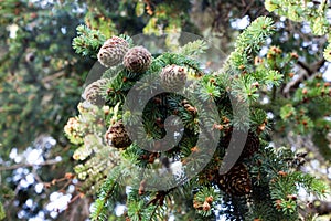 Spruce cones.