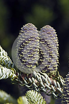 Spruce cones