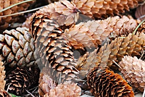 spruce cones,