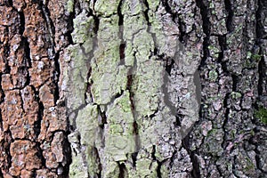 Spruce conifer tree bark detail - forest edition