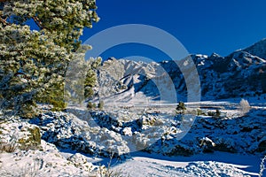 Spruce covered with snow against blue sky and snow-capped mountain peaks, close-up. Snow-covered Christmas tree on frosty sunny