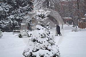 Beautiful winter photo - tree covered with snow