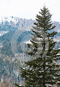 Spruce covered with snow in the tourist resort of Abetone in Italy photo