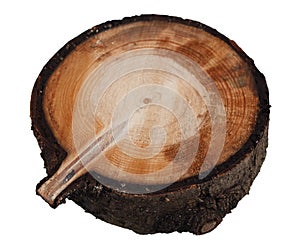 Spruce cross cut wood texture
