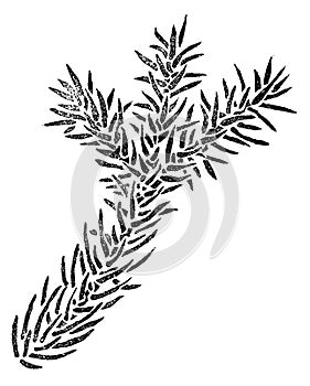 Spruce element for design isolated on white. Picea branch