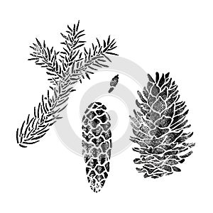 Spruce elements for design isolated on white. Picea branch, cone, seed.