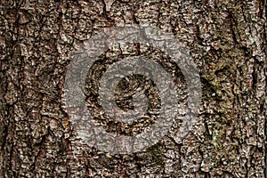 Spruce fir bark softwood tree texture background