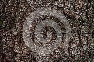 Spruce fir bark softwood tree texture background