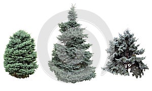 Spruce and fir blue. photo