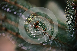 Spruce and fir needles with a drop of water. Christmas tree plantation. Detail on spruce branch.