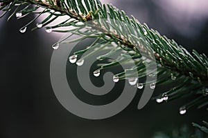 Spruce and fir needles with a drop of water. Christmas tree plantation. Detail on spruce branch.