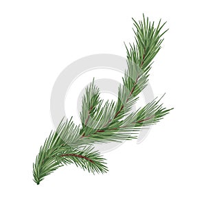 Spruce, fir or pine tree branch with evergreen needles isolated on white background. Fresh forest coniferous sprig