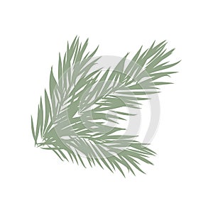 Spruce, fir or pine tree branch with evergreen needles isolated on white background. Fresh forest coniferous sprig.