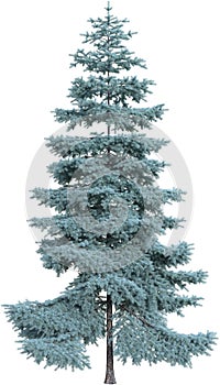 Spruce Fir Pine Tree, Isolated