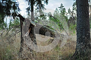Spruce fir tree broken by storm in the forest
