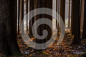 spruce forest with beautiful sunset light and tree trunks