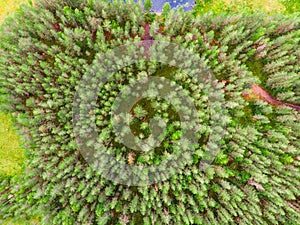 Spruce forest from a birds eye view.