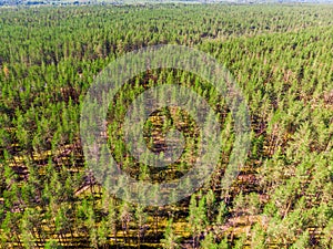 Spruce forest from a birds eye view.