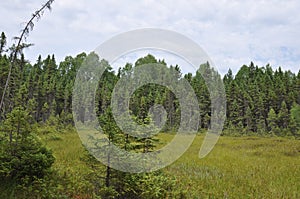 Spruce forest