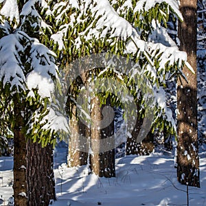 Spruce forest covered with fresh snow during winter Christmas on a sunny frosty day