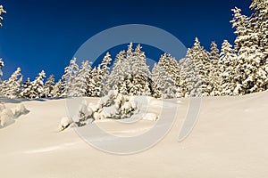 Spruce forest covered with snow.