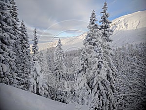 Spruce forest covered with snow against the backdrop of the mountains