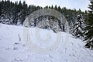 Smrekový les pokrytý snehom pri bielej lúke v horách, Slovensko