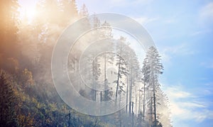 Spruce forest with dense fog and sunrays at the dawn.