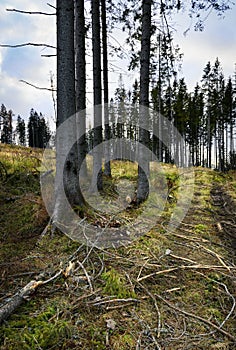 Spruce forest destroyed by a wind disaster