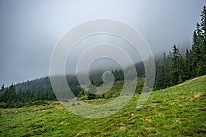 Fir forest in the foggy autumn day