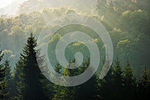 Spruce forest on foggy sunrise in mountains