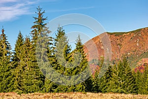 Spruce forest at the foot of a mountain ridge