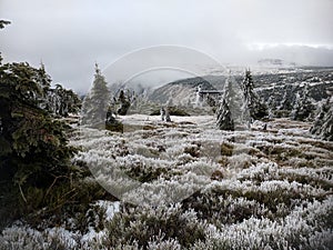 Spruce forest during frost photo