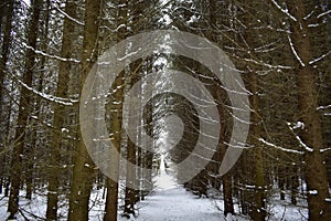 Spruce forest gloomy coniferous branches bent over the path in the forest forest path forest path dirt