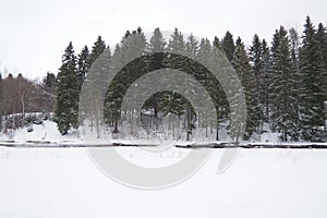 A spruce forest, or spruce grove, is an old natural forest in which the dominant species is the spruce Picea. It belongs photo