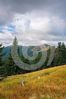 spruce forest on the hillside meadow