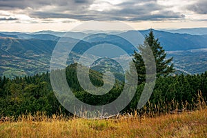 spruce forest on the hillside meadow