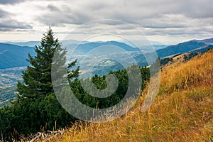 Spruce forest on the hillside meadow