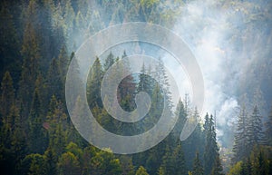 Spruce forest on hillside in smoke