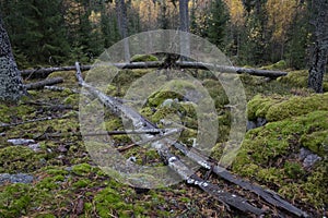 Spruce forest and moldering trunk