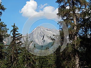Spruce forest with mountains