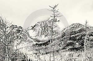 Spruce forest after natural disaster in High Tatras, colorless